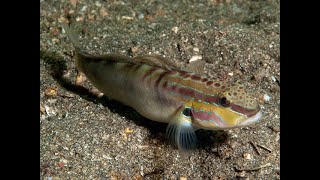 FRECKLED GOBY FIHSH [upl. by Salisbarry]