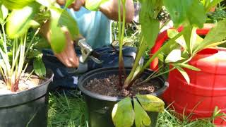 How to tidy up your hellebores after flowering [upl. by Jeffrey]