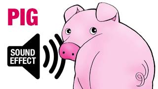 Pig Sound Effect  Oink [upl. by Omland]