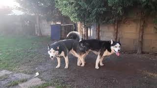 Accouplement chien Husky Saillie  Husky dog ​​mating projection [upl. by Ole]