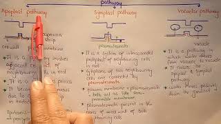 Symplast Apoplast And Vacuolar Pathway  Transportation In Roots  Class 11 [upl. by Atal]