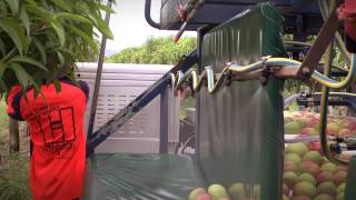 Mango picking – how to do it right [upl. by Adriel]