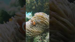 The Surprising Parenting Skills of Clownfish [upl. by Arihsan]