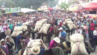 ARRIEROS DE CAJAMARCA TOLIMA [upl. by Engle225]