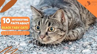 10 Interesting Facts About Black Tabby Cat [upl. by Ellebasi]