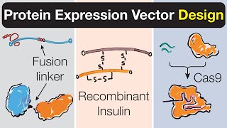 Protein Expression Vectors  Design Examples Fusion Proteins Insulin and Cas9 Part 3 [upl. by Havener546]