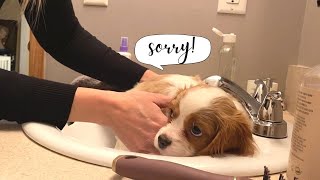 CAVAPOO PUPPY 1st Day Home Potty Trainingnot Perfect [upl. by Annol]