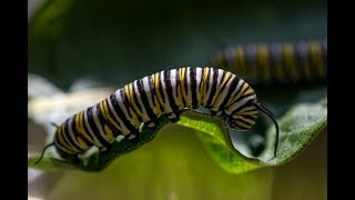 Milkweed amp the Monarch Butterfly Life Cycle [upl. by Arraeis]