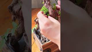 Micro landscape moss terrarium Diy tutorial how to plant moss on rock and wood aquascape moss [upl. by Jareb332]