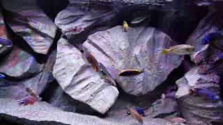 How to get your African cichlid to grow extremely fast Galaxy Note 7 [upl. by Shandra]