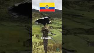 El ave que reina las cordilleras de los andes  interesante entretenimiento curiosidades [upl. by Anailuj]