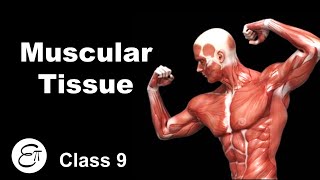 Muscular Tissue  Animal Tissues Part 4  in Hindi for Class 9 [upl. by Atikihc]