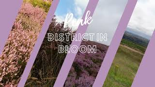 Peak District in Purple  Heather bloom Purple valley peakdistrict travelvlog purple mustvisit [upl. by Adnalue]