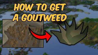 Goutweed Quick Guide  How to get a Goutweed OSRS [upl. by Lotsirb936]