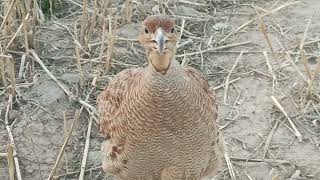 teetar ki boli awaz callingfrancolin soundpartridge sound [upl. by Alexei]