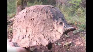 World War II Metal Detecting  German Guns  Eastern Front Battlefield Relic HuntingКоп по войне [upl. by Conard]