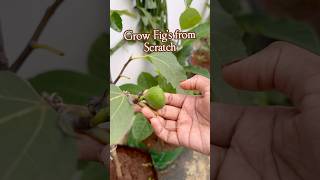 Fig plant Life cycle మేడిపండు अंजीर [upl. by Narok]