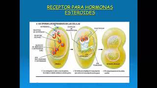 Sexuales parte 1  Farmacologia Catedra 3  FMed UBA [upl. by Geoffrey]