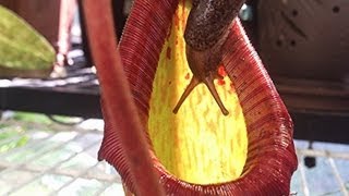 Eaten alive Carnivorous Pitcher Plant Eats Giant Slug  Not for the squeamish Yuck [upl. by Ener]