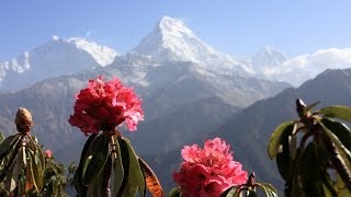 Narayan Gopal स्वर सम्राट नारायण गोपाल  Ma Ta LaliGuras Bhayechhu म त लालीगुराँस भएछु [upl. by Lednek]