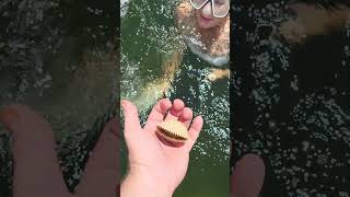 First scallop found comment like subscribe fishing [upl. by Rogers126]