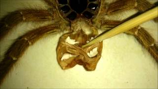 How to Identify the Sex of A Tarantula from the Exuvia [upl. by Eri483]