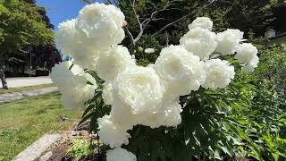 Beautiful White Peonies in East Vancouver [upl. by Avalsorim]