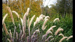 Gramíneas variedades de pennisetum  Decogarden [upl. by Haisa]