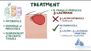 Unveiling the Secrets of Bacteroides fragilis The Marvelous Microbe x osmosisorg [upl. by Wit]