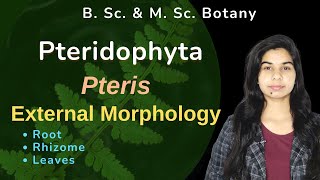 Pteridophyta  Pteris  Sporophyte  External Morphology  Botany  B Sc amp M Sc [upl. by Nyra]