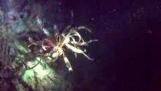 A Swimming Crinoid  Sea Lily [upl. by Cecilia]