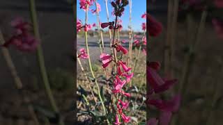 Penstemon arizona bloom nature plants pink flowers [upl. by Alle]