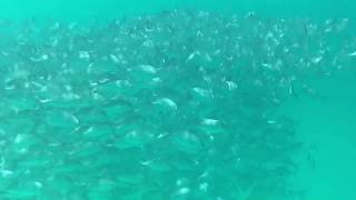 科隆Coral bay resort 魚風暴 Fish storm in coral bay beach and diving resort Coron [upl. by Arahd]