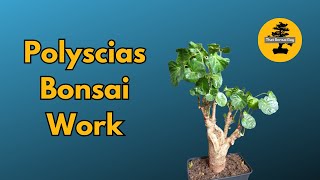 Pruning Polyscias Bonsai Tree [upl. by Atiuqes]