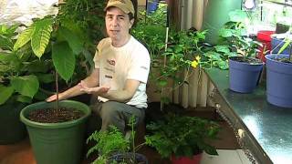 Ripening Veggies Grown Indoors [upl. by Hunt]