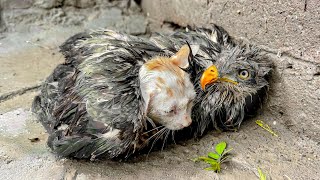 A kitten begged the Falcon quotBe my mom Pleasequot so Falcon didnt let me touch this kitten [upl. by Alyaj]