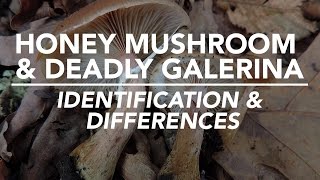 Honey Mushroom amp Deadly Galerina  Identification and Differences with Adam Haritan [upl. by Sion]