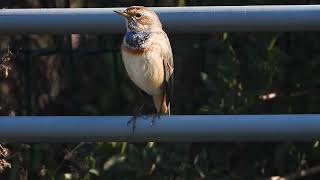 Bluethroat Rosh Tzipor כחול חזה ראש ציפור [upl. by Aidin]