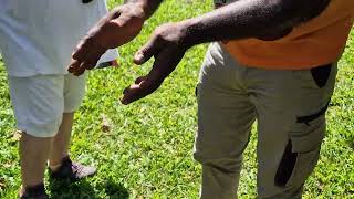 Making a nasal decongestant from weaver ants Daintree National Park QLD Australia [upl. by Trevorr]