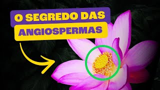 Angiospermas  As Plantas que Dominaram O Mundo [upl. by Enneire842]