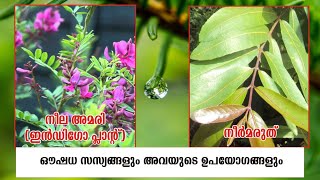 Medicinal Uses of Plant in Malayalam നീല അമിരി Indigo Plantനീർമരുത് Arjuna TreeStudying Plant [upl. by Mowbray]