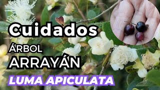 Cuidados del árbol del ARRAYAN suelo aguareconocimiento 💚🌿 [upl. by Artenra]