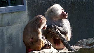 Hamadryas Baboon Behaviors [upl. by Ymarej929]