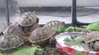 Nos tortues dhermann et Grecque juvéniles  bébé Testudo hermanni et graeca terrarium [upl. by Metts]