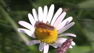 CANTHARIDE Livide  Cantharis livida  BRUITX [upl. by Eoin]