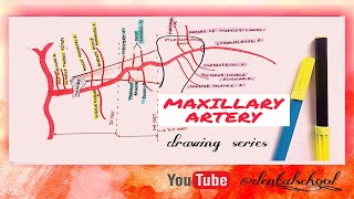 Maxillary arteryAnatomyDrawing seriesEasy diagramBibliodent [upl. by Nahtan]