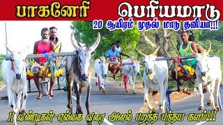 1பெரியமாடு பாகனேரி பந்தயம் 22042024 [upl. by Linc809]