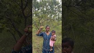 మా అత్త Kuwait కి వెళుతుంది🙁minivlog guavafruit farm nature parcel guavafarming plants [upl. by Farwell]