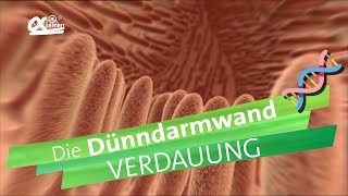 Dünndarmwand  Verdauung  alpha Lernen erklärt Biologie [upl. by Ikila]