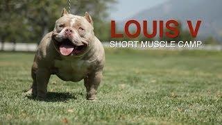 AMERICAN BULLY  LOUIS V IS DAX DONE RIGHT [upl. by Ainex]